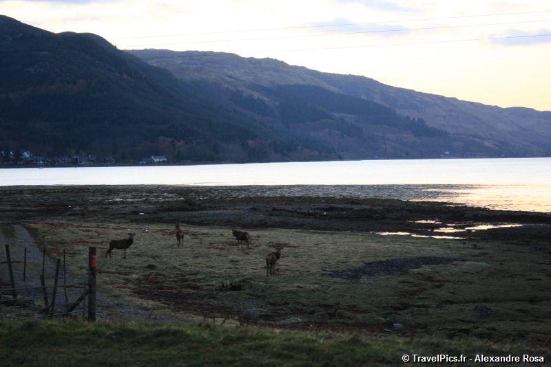 gal/Voyages/Scotland/Castle_of_Eilean_Donan/Castle_of_Eilean_Donan_Ecosse_Chateau28.jpg