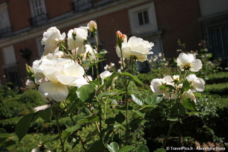 gal/Voyages/Spain/Aranjuez/Aranjuez_Palacio_Real_Spain60.jpg