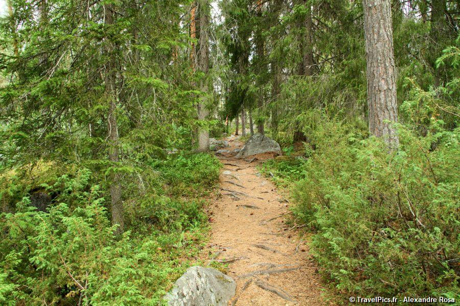 gal/Voyages/Sweden/Storforsen/Storforsen_Sweden_Waterfall218.jpg