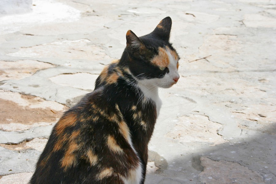gal/Voyages/Tunisia/Hammamet/IMG_9660.JPG