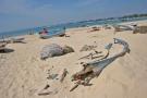 gal/Voyages/Tunisia/Hammamet/_thb_IMG_9705.JPG