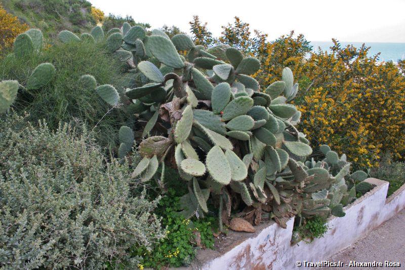 gal/Voyages/Tunisia/Sidi_Bou_Said/Sidi_Bou_Said_Tunis_Dar123.jpg