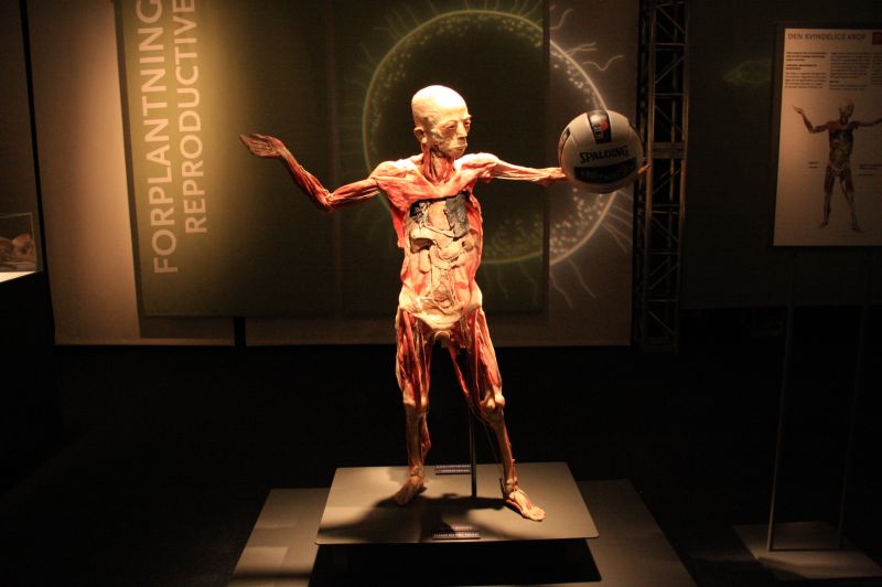 gal/evenements/Bodies_-_The_Exhibition/Bodies_Premier_Exhibition17.jpg