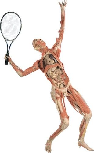 gal/evenements/Bodies_-_The_Exhibition/Digestive-Organs---Blood-Supply--front-.jpg