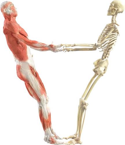 gal/evenements/Bodies_-_The_Exhibition/attractions_bodies_gallery10.jpg