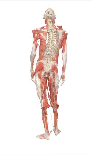 gal/evenements/Bodies_-_The_Exhibition/body_back.jpg